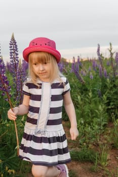 A blonde girl in a field with purple flowers. A little girl in a pink hat is picking flowers in a field. A field with lupines.