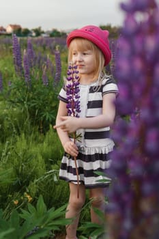 A blonde girl in a field with purple flowers. A little girl in a pink hat is picking flowers in a field. A field with lupines.