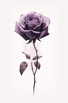 A single purple rose with leaves isolated on a white background.
