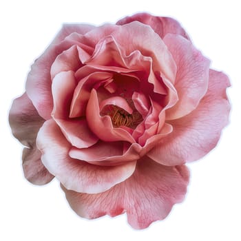 Pink rose flower close up ai generated image