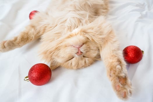 Close-up of a red fluffy cat sleeping on its back in a white bed with red Christmas balls.