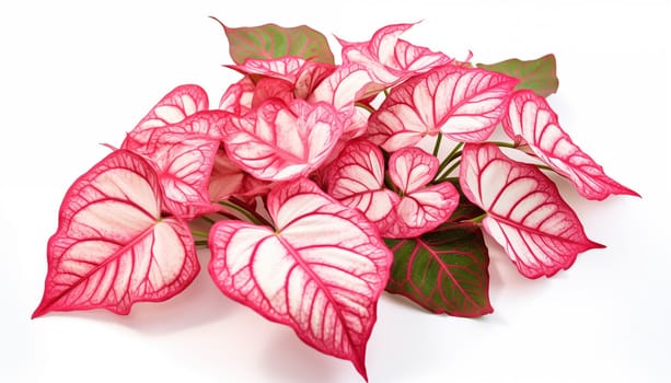 Caladiums patterned leaves on white background. High quality photo