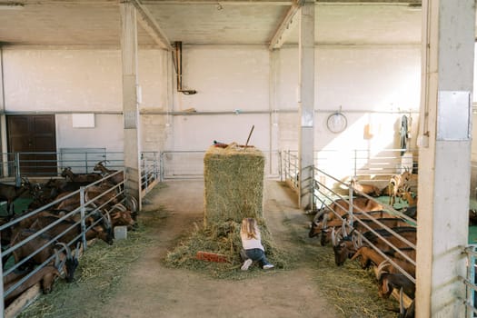 Little girl rakes hay while squatting next to a haystack on a farm with goats in pens. Back view. High quality photo