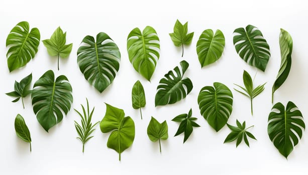 Jungle green leaves, white background, isolated. High quality photo