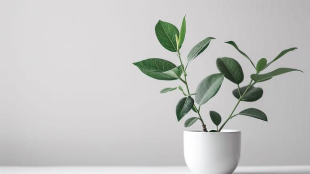 A white vase with a plant in it on top of table