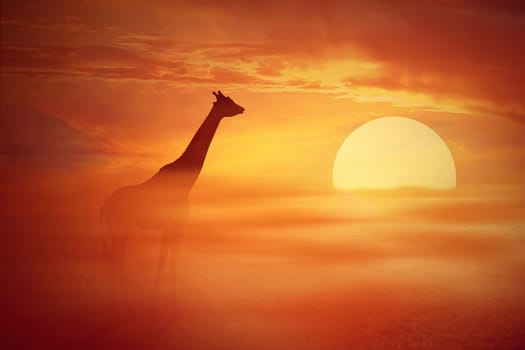 Silhouette of a lonely giraffe against a foggy, orange sunset. African savannah wild life landscape scene screen saver