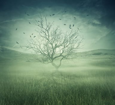 Lonely, bare tree in the middle of foggy field with birds flying around. Spooky halloween screensaver