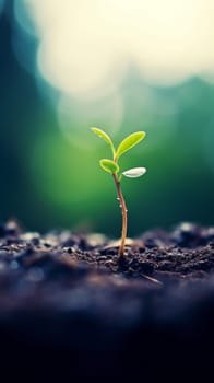 A small plant sprouting from the ground with a blurry background