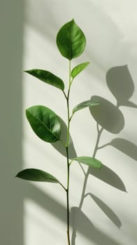 A plant with a shadow on the wall and leaves