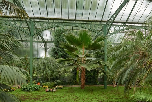 Amazonian Ecosystem Enchantment: Nature's Wonders in the Botanical Greenhouse. Botanic Rainforest Marvel: Exploring the Amazonian Flora in the Conservatory. Amazonian Ecosystem Enchantment Unveiled: Nature's Wonders in the Eco-friendly Botanical Greenhouse. Journey into Botanic Rainforest Marvel: Exploring the Amazonian Flora in the Greenhouse Haven. Rainforest Oasis Defined: A Lush Tapestry of Amazonian Plants in the Ecological Sanctuary. Sustainable Amazon Captured: Thriving Rainforest Diversity in the Eco-friendly Conservatory Wonderland. Nature's Embrace Revealed: Amazonian Beauty Flourishing Amidst the Lush Greenery.