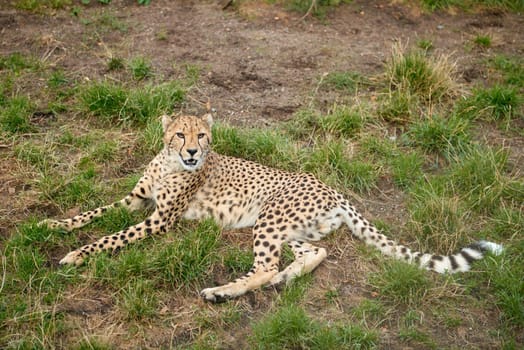 Majestic Predator Leopard Resting in the Wild. Graceful Leopard Relaxing Amidst Nature's Beauty. Predator's Pause Defined: Leopard Rests, Embraced by the Wilderness. Serenity in the Savanna Explored: Leopard Lounging in the Natural Habitat. Nature's Majesty Revealed: Leopard Takes a Tranquil Moment in the Wilderness. Leopard's Respite: Majestic Predator Resting in the Wild. Graceful Leopard Relaxing Amidst Nature's Beauty. Predator's Pause: Leopard Rests, Embraced by the Wilderness in the Savanna. Leopard Lounging in the Natural Habitat. Leopard Takes a Tranquil Moment in the Wilderness.