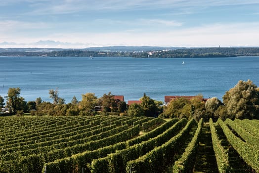 Bodensee Panorama: Alps on the Horizon, Vineyards, and Pastoral Beauty. Alpine Horizon: Bodensee, Vineyards, and Quaint Villages in the German Countryside. Vineyard Vistas: Bodensee, Alpine Peaks, and the Rural Charm of German Agriculture. Rural Tranquility: Bodensee Overlooking Pastures, Vineyards, and Traditional Villages,