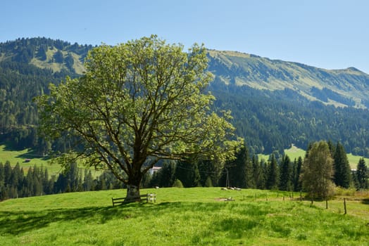 Alpine Symphony Unveiled: Summer Majesty in the Wilderness of Majestic Peaks. Summit Serenity Captured: Majestic Peaks and a Grand Tree in the Alpine Meadow. Mountain Vista Elegance Defined: A Grand Tree Gracing the Alpine Pasture Scene. Blue Skies Over Peaks Captured: Majestic Alpine Landscape in the Heart of Summer. Nature's Tapestry Revealed: A Lone Tree Amidst Alpine Meadows Beneath a Clear Sky