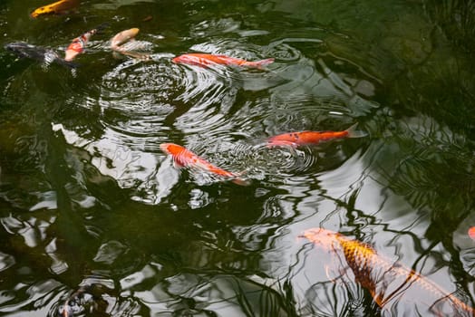 Majestic Japanese Koi Fish Swimming in Pond at Greenhouse. Japanese Carp Gracefully Gliding in Greenhouse Pond. Tranquil Japanese Koi Fish Pond in Greenhouse Oasis. Exotic Japanese Koi Fish in Ornamental Greenhouse Pond. Vibrant Japanese Koi Fish Swimming in Greenhouse Pond