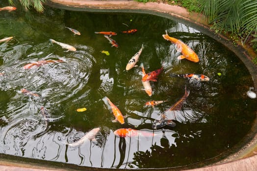 Majestic Japanese Koi Fish Swimming in Pond at Greenhouse. Japanese Carp Gracefully Gliding in Greenhouse Pond. Tranquil Japanese Koi Fish Pond in Greenhouse Oasis. Exotic Japanese Koi Fish in Ornamental Greenhouse Pond. Vibrant Japanese Koi Fish Swimming in Greenhouse Pond