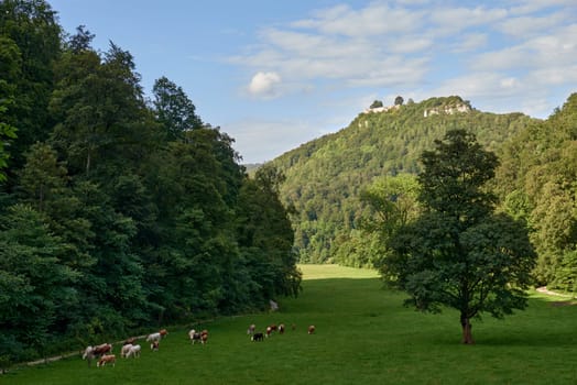 Panoramic shot of heard of sheep grazing on the green meadows with mountains in backdrop. Dramatic aerial view of idyllic rolling patchwork farmland with pretty wooded boundaries, lit in warm early evening sunshine.