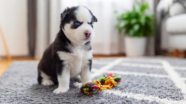 Husky puppy with blue eyes sitting on grey carpet with colorful rope toy. Studio pet portrait. Puppy playtime concept for design and print. Close-up shot with copy space