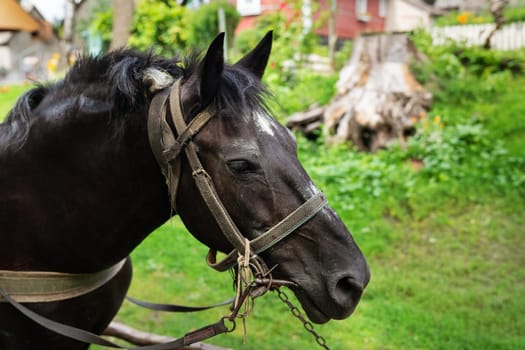 A dark horse with a bridle stands in a green yard, with a woodpile and house in the background