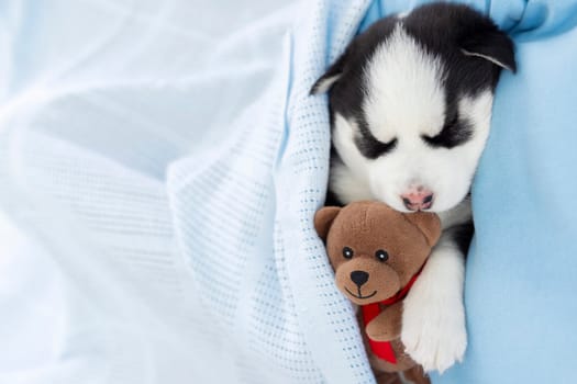 Adorable black and white puppy napping peacefully with a brown teddy bear on a light blue blanket.