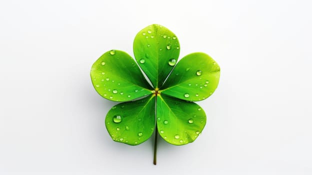 This is a photograph of a fresh green four-leaf clover isolated on a white background. The clover is a symbol of good luck and is often used in St. Patricks Day celebrations.