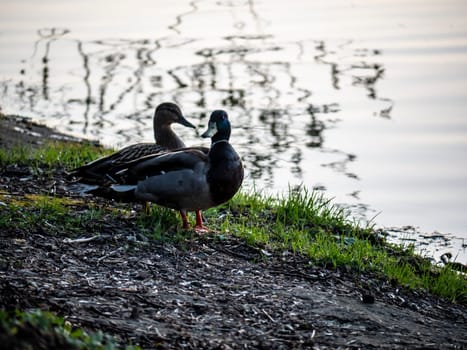 wild ducks on the banks of the river. color