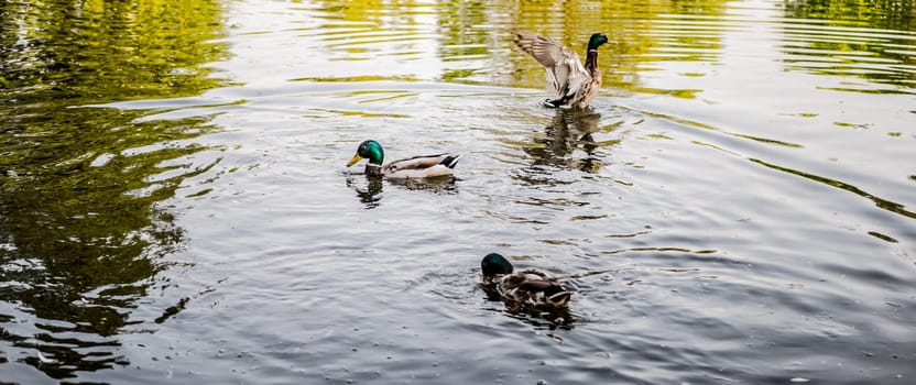 wild ducks in the city pond