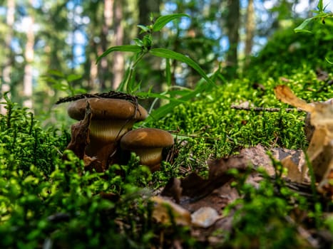 Beautiful mushroom growing in the grass