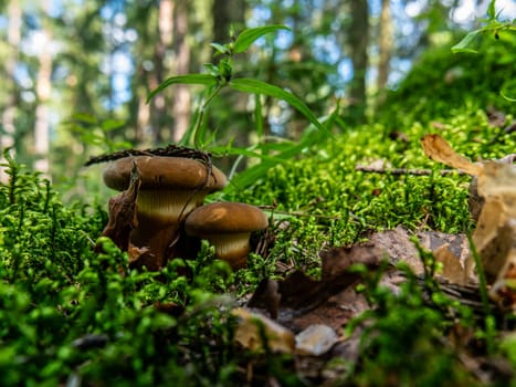 Beautiful mushroom growing in the grass