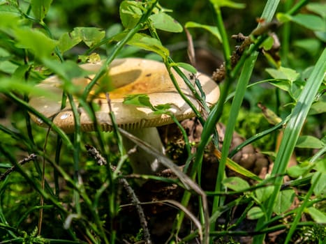 Beautiful mushroom growing in the grass