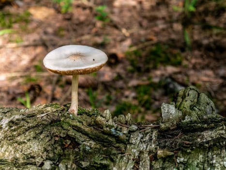 Beautiful mushroom growing in the grass