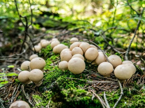 Beautiful mushroom growing in the grass