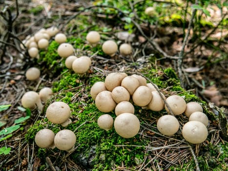 Beautiful mushroom growing in the grass