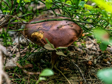 Beautiful mushroom growing in the grass