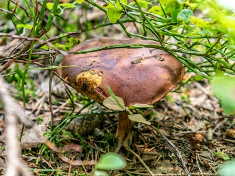 Beautiful mushroom growing in the grass