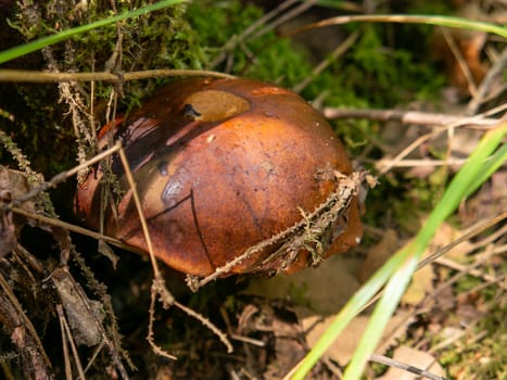 Beautiful mushroom growing in the grass