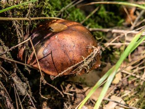 Beautiful mushroom growing in the grass