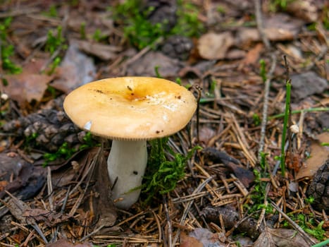 Beautiful mushroom growing in the grass