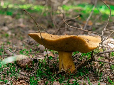 Beautiful mushroom growing in the grass