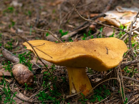 Beautiful mushroom growing in the grass