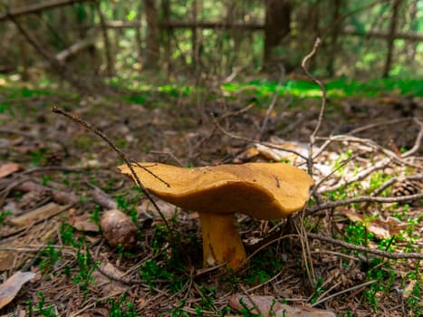 Beautiful mushroom growing in the grass