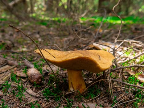 Beautiful mushroom growing in the grass