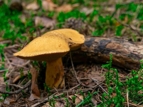 Beautiful mushroom growing in the grass