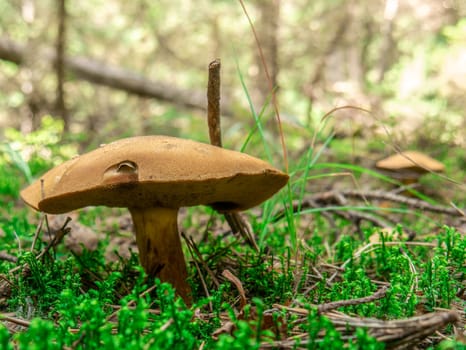 Beautiful mushroom growing in the grass