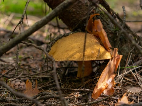 Beautiful mushroom growing in the grass