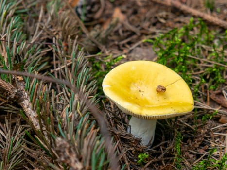 Beautiful mushroom growing in the grass