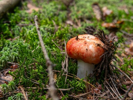 Beautiful mushroom growing in the grass