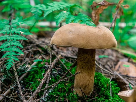 Beautiful mushroom growing in the grass