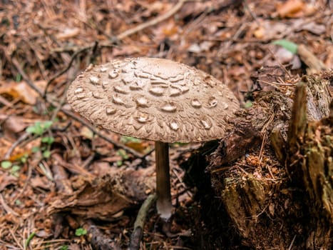 Beautiful mushroom growing in the grass