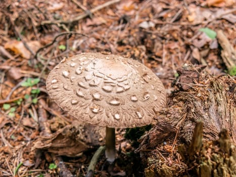 Beautiful mushroom growing in the grass