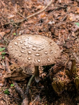 Beautiful mushroom growing in the grass